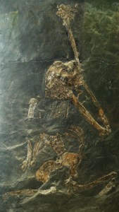 Oreopithecus bambolii - foto da Wikipedia